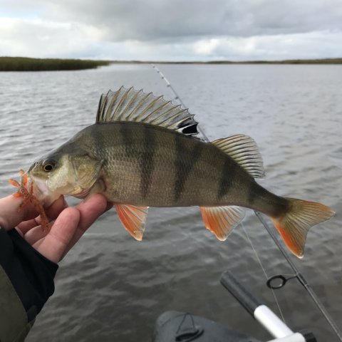 aborre barsch fiskeri perch ringkøbing fjord visit vestjylland