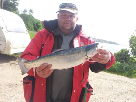 Regnbueørred/Steelhead - Bundbids All Star Tavle 2013