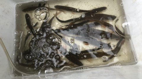 gedde fiskeri pike agnfisk baitfish mose