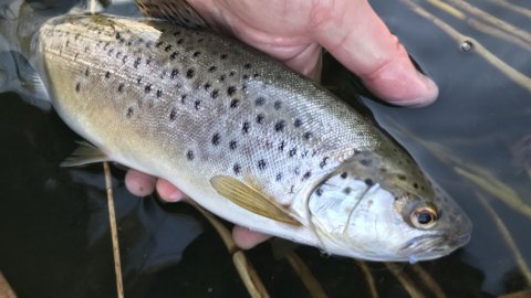 catch and release havørred sea trout