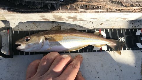 hvilling langelandsbæltet fiskeri felix