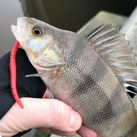 aborre perch Vonå dropshot ulfiskeri ultralight fishing