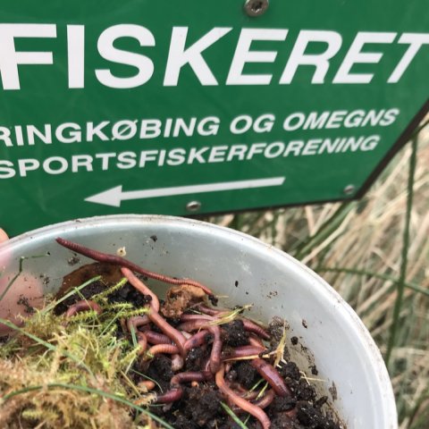 lystfiskeri vestjylland orm hover å laks havørred bækørred 