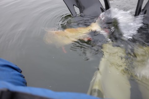 Catch and release - aborren svømmer I dybet