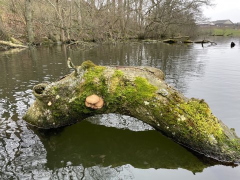 Væltede træer i søen - et gemmested for aborren?