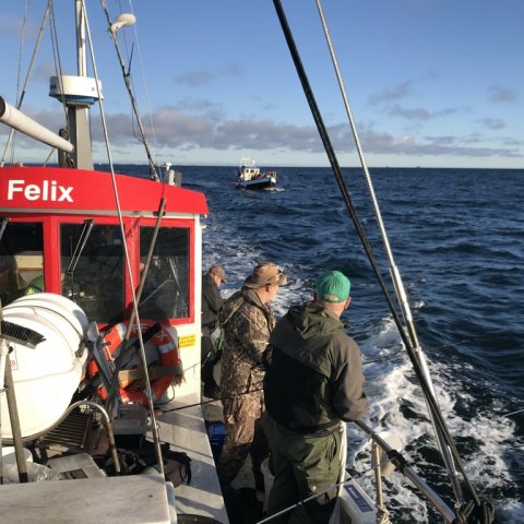 langelandsbæltet Felix rødspætter fiskeri skrubbe