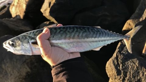 Makrel på næsten 40 cm