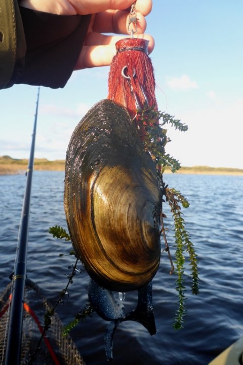 fiskeri vestjylland gedde pike hecht musling
