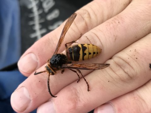 kæmpe hveps  big wasp