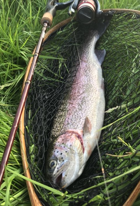 regnbueørred hover å vestjylland ormefiskeri lystfiskeri