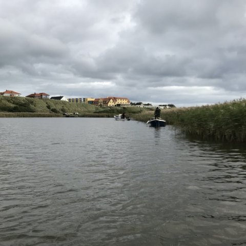 ringkøbing fjord aborre barsch perch visit vestjylland