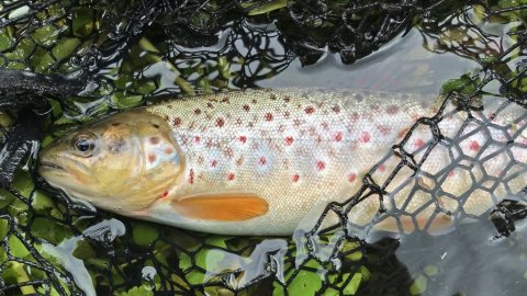 bækørred hover å bachforelle brown trout vestjylland lystfiskeri angeln