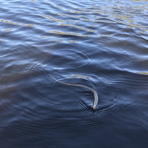 ringkøbing fjord aborrefiskeri slange hugorm